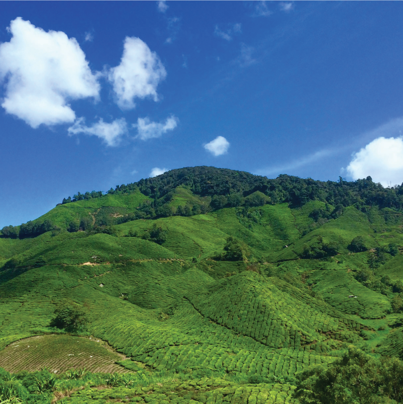 Cameron Highlands